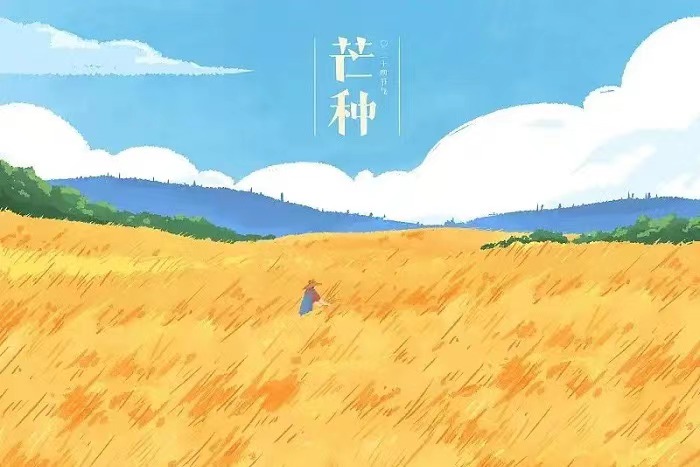 芒种 芒种