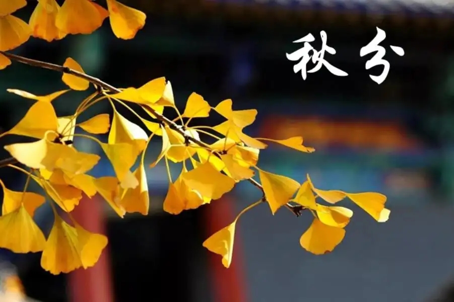 体育app押注